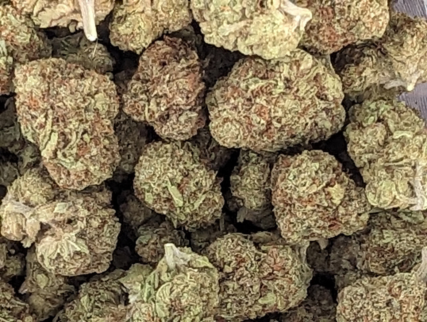 Gush Mintz ~ Premium Thca Flower
