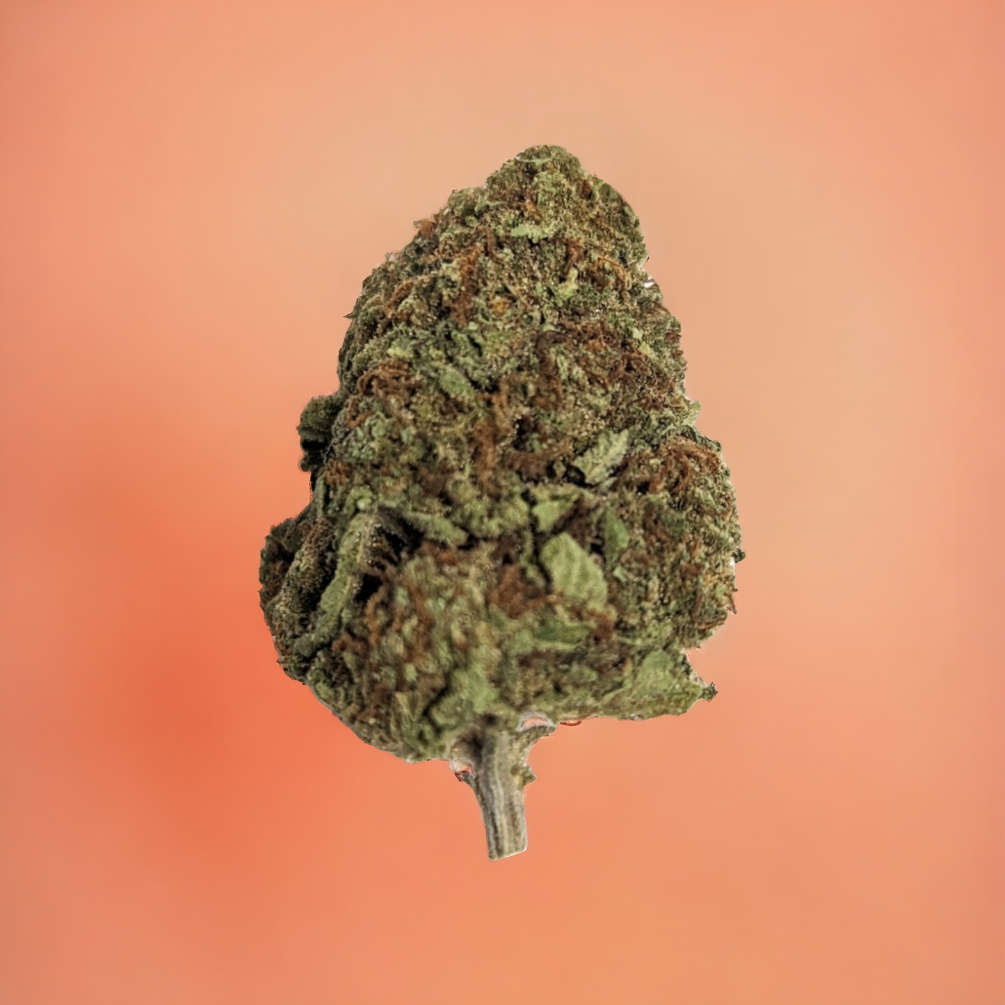 Gush Mintz ~ Premium Thca Flower