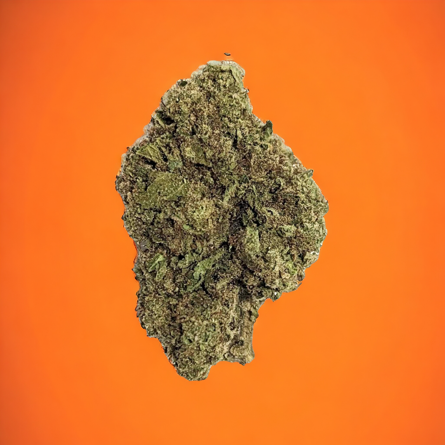 Italian Shoes ~ Premium Thca Flower